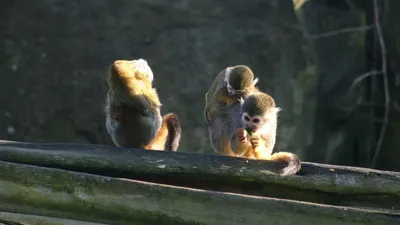 Au Mexique, quatre bébés singes-araignées sauvés du trafic illégal...