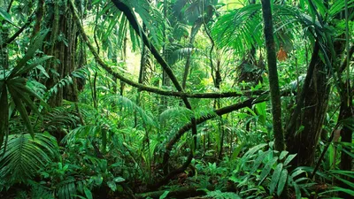 L’incroyable alliance pour préserver la Grande Forêt Maya