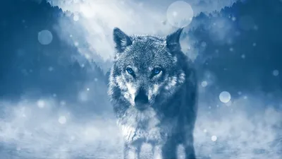Wolf Gang : le Loup-Garou en version immersive