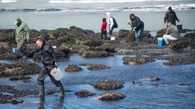 Ce sont les grandes marées d’équinoxe ce week end !