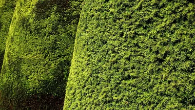 Haies : la date d'interdiction de la taille est reportée dans le...