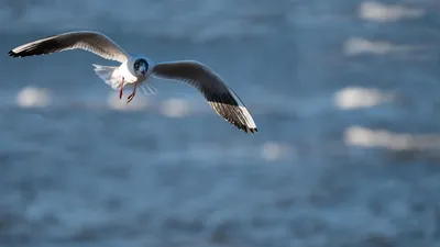 Après le passage de Nils et Pedro : la LPO relâche des oiseaux...
