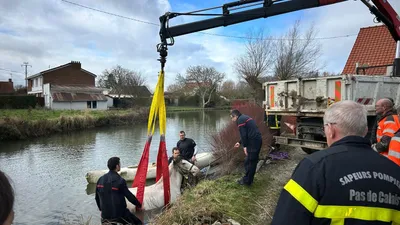 Un cheval sorti de l'eau