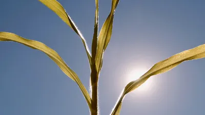 Sécheresse : 9 communes de Gironde en état de catastrophe naturelle