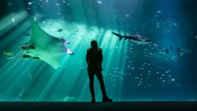 Nausicaá fête ses 35 ans : entrée gratuite pour les enfants nés...