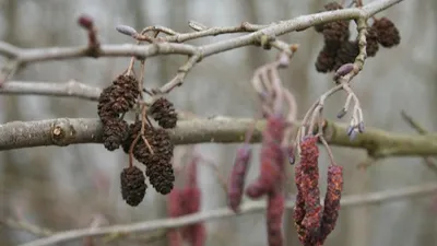 Les pollens d'Aulne déjà de retour! 