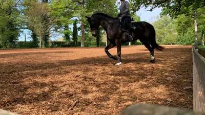 Lion d'Angers. Une carrière 100 % bois à l'Isle Briand, « la...