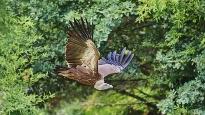Appel à témoins. Où est passé Luidgi, le vautour fauve du zoo de la...