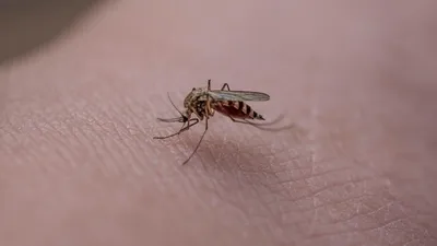 En Maine-et-Loire. Après un cas de dengue, une opération de...