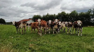 Haut-Anjou. Savencia va rompre ses relations avec 330 fermes laitières