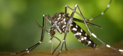 Chikungunya : la découverte d'un cas autochtone entraine une...