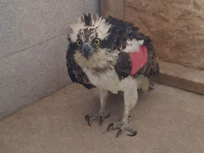 Un aigle rare recueilli et soigné au Parc Argonne Découverte