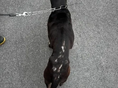 Ardennes - Un chien victime de maltraitance secouru par la police...