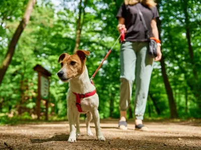 Promener son chien sans laisse en forêt, c’est maintenant interdit