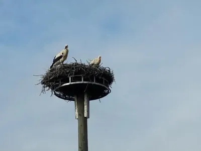 Des coupures de courant causées par des nids de cigognes dans les...