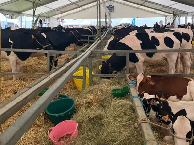 Ardennes - Foire agricole de Sedan : près de 2 000 animaux attendus...