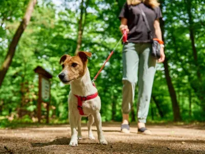 Sedan - La ville renforce sa lutte contre les déjections canines