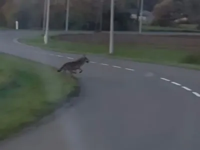 Un loup aperçu près d’un village ardennais par un automobiliste