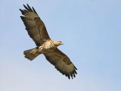 Une buse blessée par un hameçon secourue par les pompiers