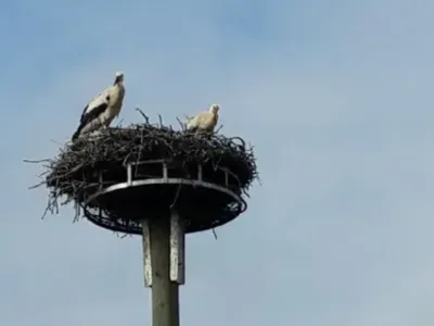 Des nids de cigognes provoquent encore des coupures d’électricité