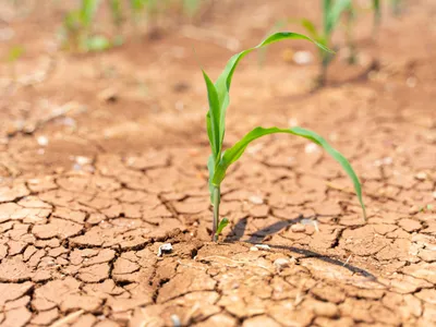 Sécheresse - Les premiers versements d’aide aux agriculteurs...