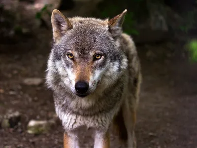 Un loup probablement percuté sur l’A34 dans les Ardennes