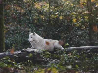 Ardennes – Le Parc Argonne Découverte se transforme pour Halloween