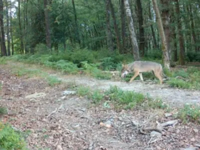 Ardennes - Deux loups retrouvés morts, un troisième observé dans le...