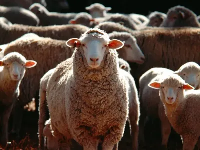 Une quarantaine de moutons volés dans les Ardennes