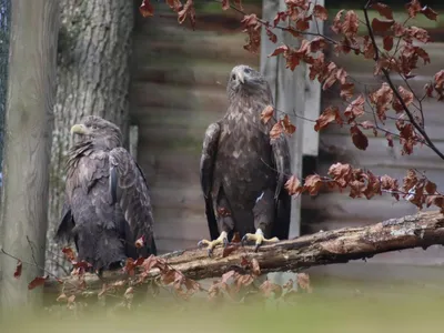 Aigles, loups...Le Parc Argonne Découverte rouvre ses portes ce samedi