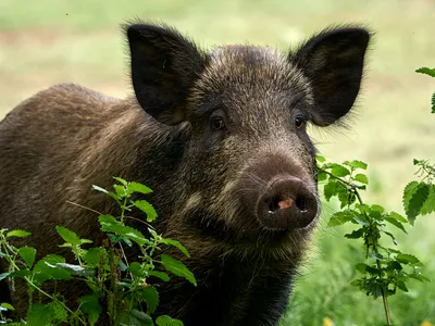 Une voiture percute un sanglier sur une départementale