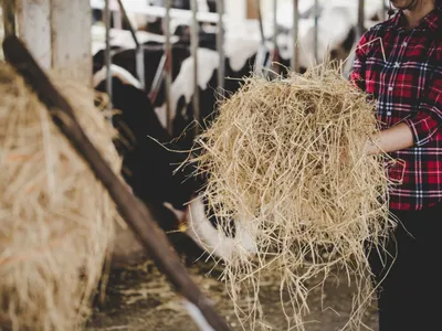 Ouverture de la plus grande ferme de France