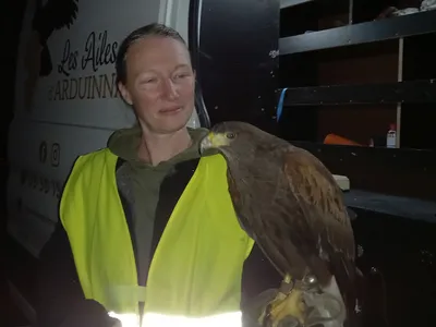Ardennes - Des rapaces pour faire peur aux oiseaux