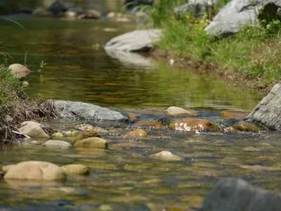 Champagne-Ardenne - Les poissons meurent à cause des fortes chaleurs