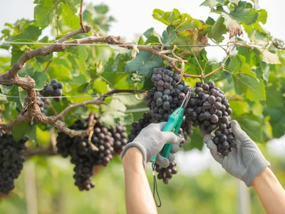 Champagne-Ardenne - Des vendanges très précoces dans la région
