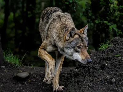 Loup dans les Ardennes : des louvetiers et des chasseurs ont été...