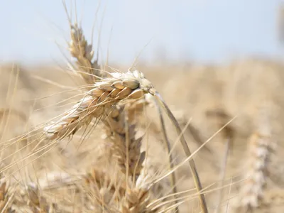 🔊Un bilan contrasté pour la moisson précoce