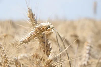 🔊 Un bilan contrasté pour la moisson précoce