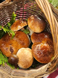 Partez à la découverte des champignons avec Eure-et-Loir Nature