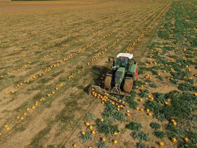 🔊À Éole-en-Beauce, la récolte des courges bat son plein 