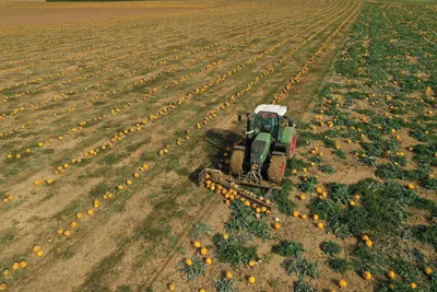 🔊À Éole-en-Beauce, la récolte des courges bat son plein 