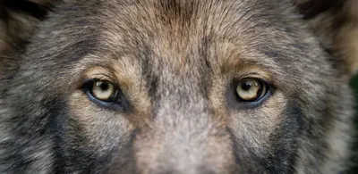 🔊 Polémique à Châteaudun : les animaux sauvages ont-ils encore...