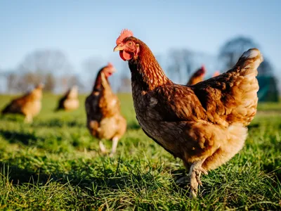 Colère contre un projet de 30 000 poulets à Saint-Luperce