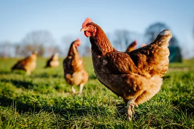 Colère contre un projet de 30 000 poulets à Saint-Luperce