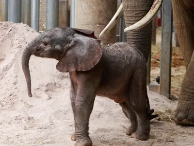 Un heureux événement au ZooParc de Beauval