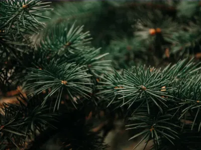 Les collectes de sapin de Noël s'ouvrent aujourd'hui 