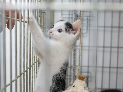 Le "Refuge des Acacias" victime de vandalisme