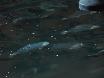 🔊 Le seul saumon d'élevage français grandit à Chartres