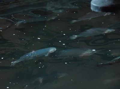 🔊 Le seul saumon d'élevage français grandit à Chartres