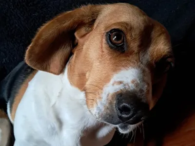 Une balade à moto pour la SPA de Chartres